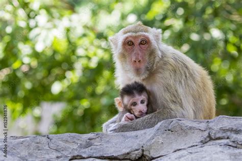 Image Of Mother Monkey And Baby Monkey On Nature Background Wild