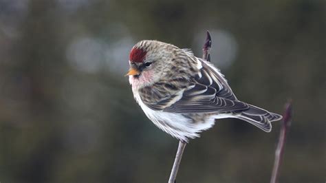 Common Redpoll Passerine Bird On Plant Stalk In Blur Background Hd