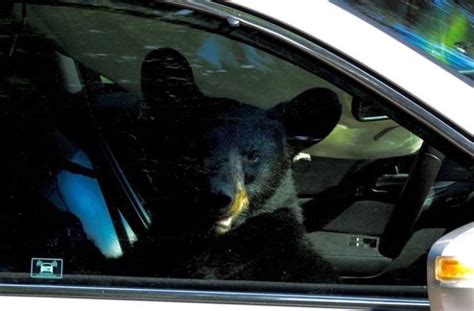 Bear Breaks Into American Car 5 Pics