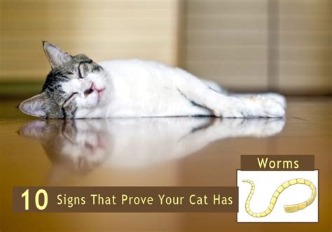 10 Signs That Prove Your Cat Has Worms