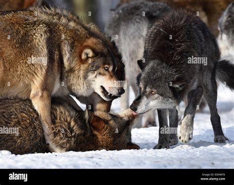 Male Leader Of The Pack Alpha Wolf Rebuke Of A Young Animal