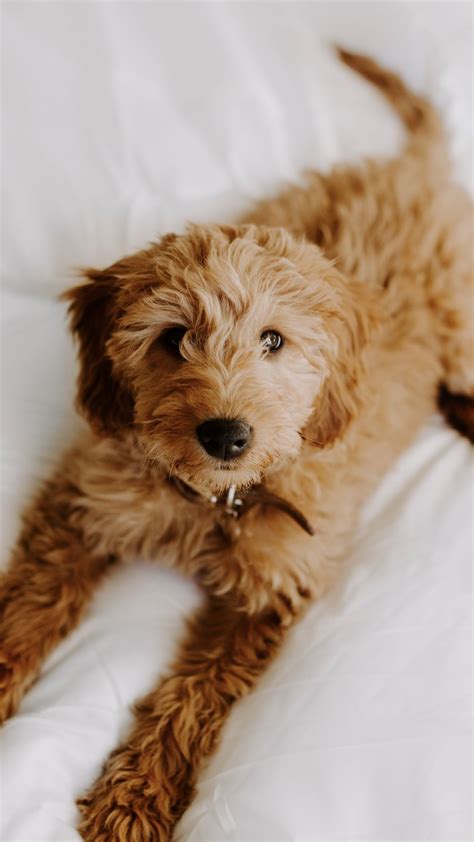 Cute Puppies Goldendoodles Tiny Puppies Puppy Pictures Fluffy