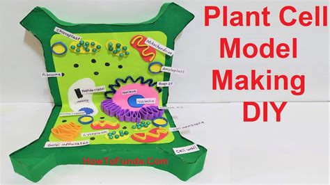 Plant Cell 3d Model Making Using Cardboard Diy Science Project