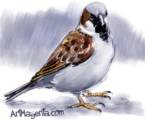 Birds House Sparrow