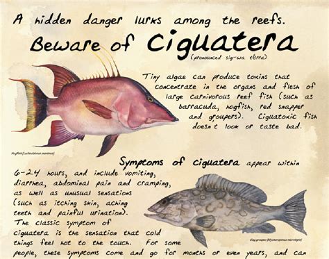 Figure 1 From Ciguatera Fish Poisoning Treatment Prevention And