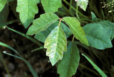 Poison Oak Allergy And Rashes