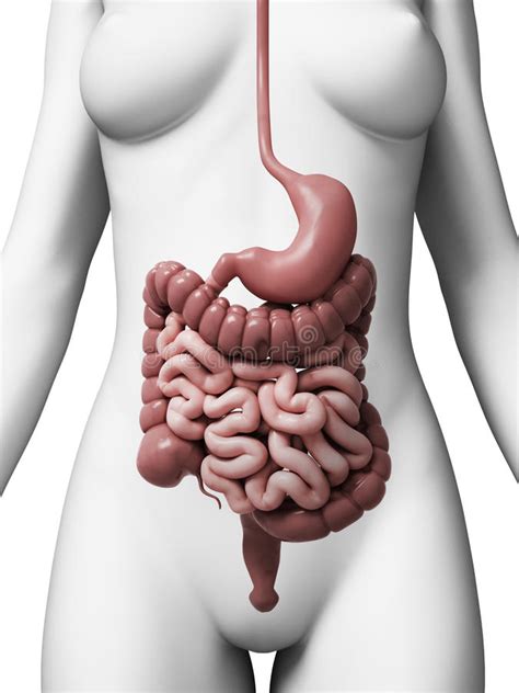 Select from premium abdomen anatomy of the highest quality. Female digestive system stock illustration. Illustration of abdomen - 30725664