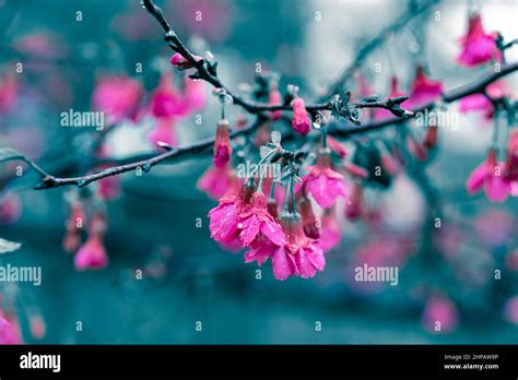 Cherry Blossoms After Spring Rain Stock Photo Alamy