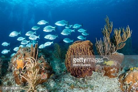 Bahamas Coral Reef Underwater High Res Stock Photo Getty Images