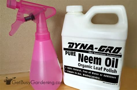It's a highly selective biological larvicide for use in greenhouses to control fungus gnats larvae. How To Get Rid Of Fungus Gnats In Houseplants Soil - Get ...