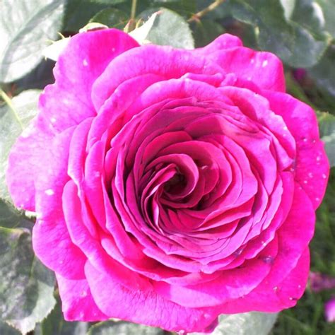 Big Purple Hybrid Tea Rose Famous Roses