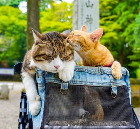 Japanese Travelling Cats Good Photographs Good Videos And Good