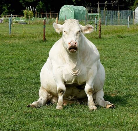 20 Important Photos Of Cows Sitting Like Dogs