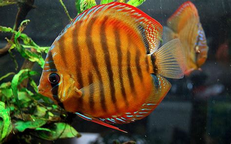 Discus Turquoise Red Symphysodon Aequifasciatus Aquarium Fish