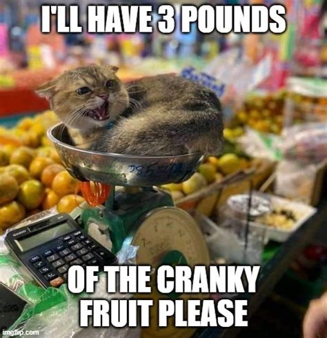 Image Tagged In Grumpy Cat Cat Groceries Imgflip
