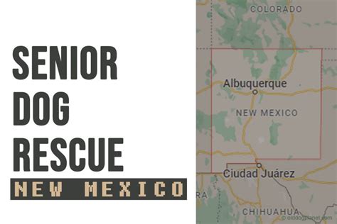 Senior Dog Rescue New Mexico 2023