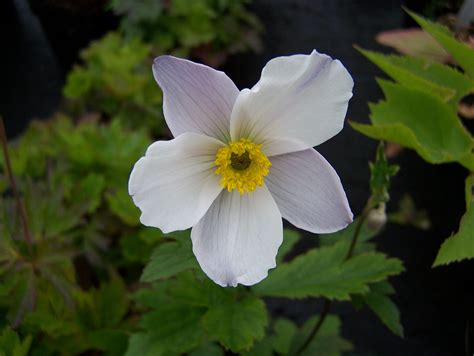 Buy Anemone Plants In Variety By Mail Order