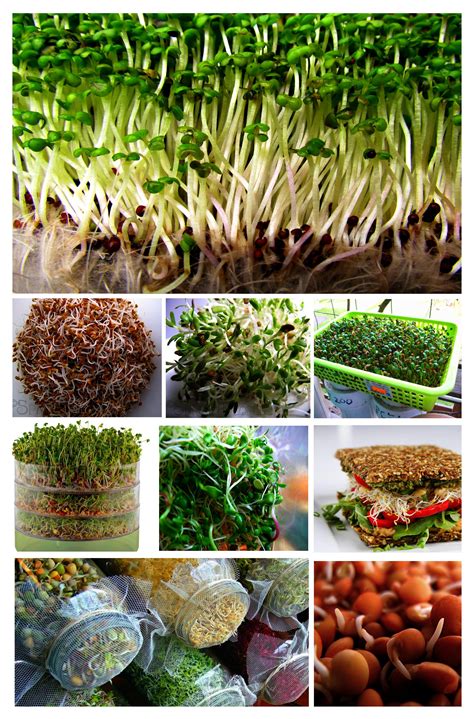 What your personal favorite sprouting seed? | Tellwut.com