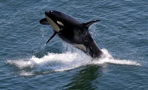 Fragile Waters We Must Stop Starving Southern Resident Orcas To