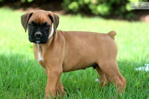 Youll Love This Male Boxer Puppy Looking For A New Home Boxerpuppies