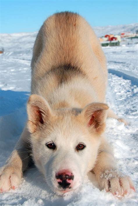 Greenland Puppy So Cute Playing In The Snow Greenland Dog Popular
