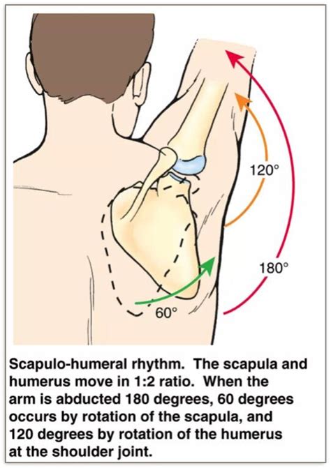 The Shoulder Glenohumeral Joint Is The Main Shoulder Joint