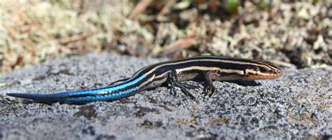 Is A Five Lined Skink An Amphibian Reptilecity
