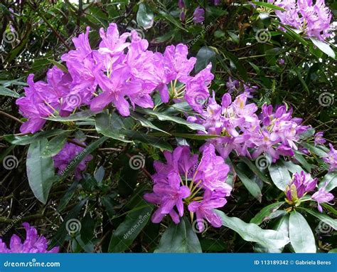 Beautiful Purple Rhododendron Flowers Close Up Stock Photo Image Of