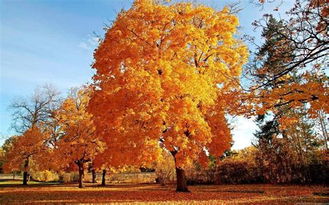 Jesen Zlatno Drvo Slike Za Desktop I Pozadinu Autumn Landscape