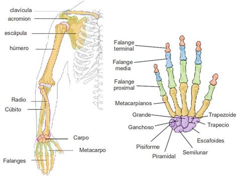 Principales Huesos Del Brazo Y Mano Huesos Del Brazo Anatomia