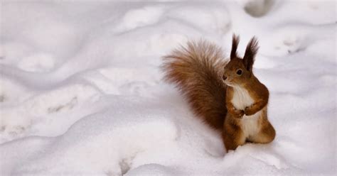 Winterbilder tiere als hintergrundbild : Bild von eichhörnchen im schnee | HD Hintergrundbilder