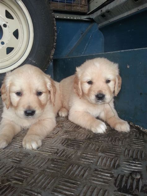 This is because their immune systems aren't fully. Golden Retriever Puppies For Sale | Austin, TX #197227