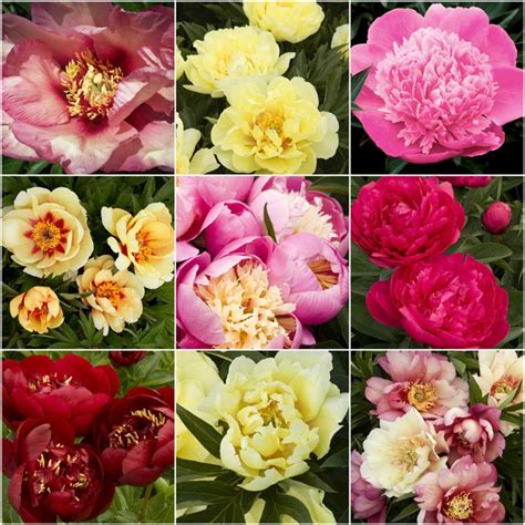 How To Grow Peonies In Texas Climates North Haven Gardens