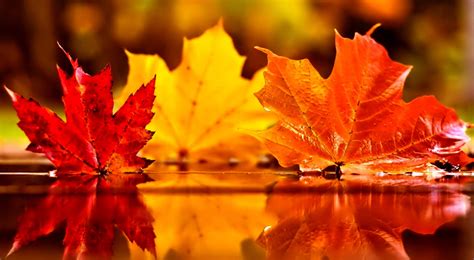 Autumn Leaves Wallpaper 3840x2112 55988 Baltana