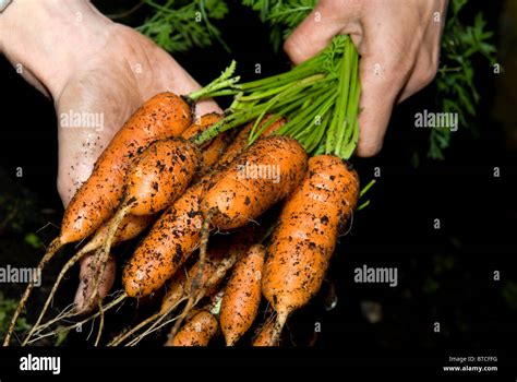 Home Grown Fresh Carrots Being Pulled From A Vegetable Plot Stock Photo