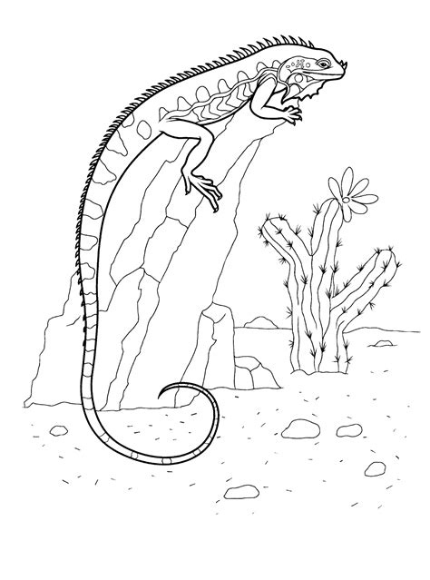 Disegni Da Colorare Iguana Su Una Roccia