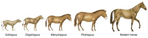 Information The Evolution Of Horses