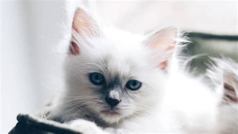 Ragdoll Caractère Prix Santé De Ce Chat De Grande Taille Animal Assur