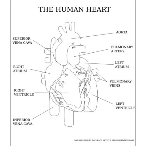 Structure Of Human Heart Vector Illustration Of Diagram Of Human Images