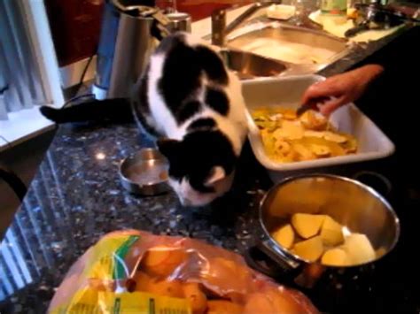 Cat Loves Raw Potatoes Youtube