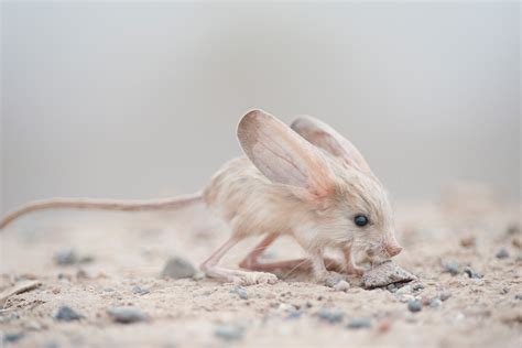 Top 100 Which Animal Has Big Ears