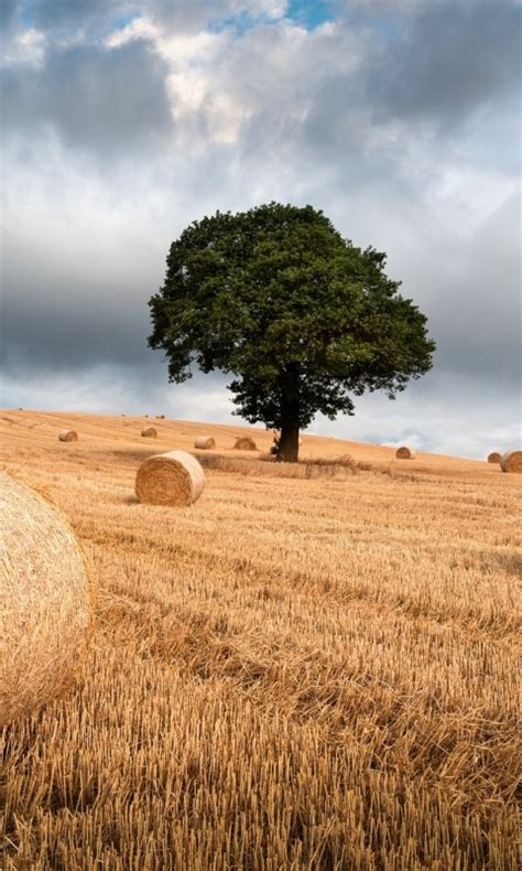 480x800 The Tree And Haystack Field Galaxy Note Htc Desire Nokia