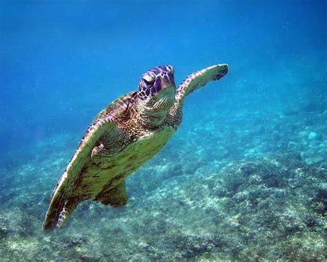 Filegreen Turtle In Kona 2008 Wikimedia Commons