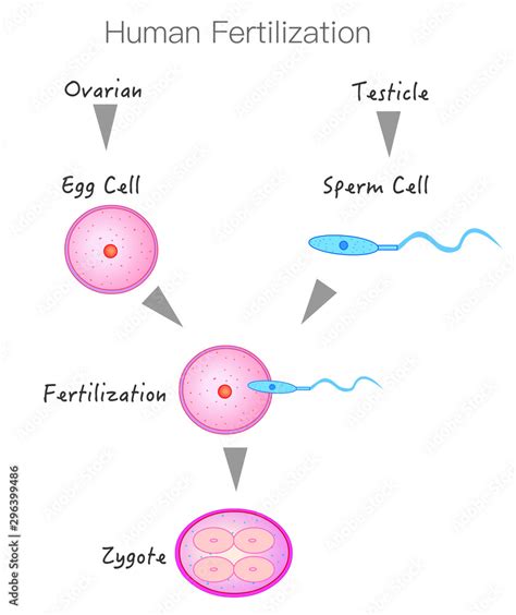 Formation And Stages Of Fertilization Sperm From The Testis And Egg
