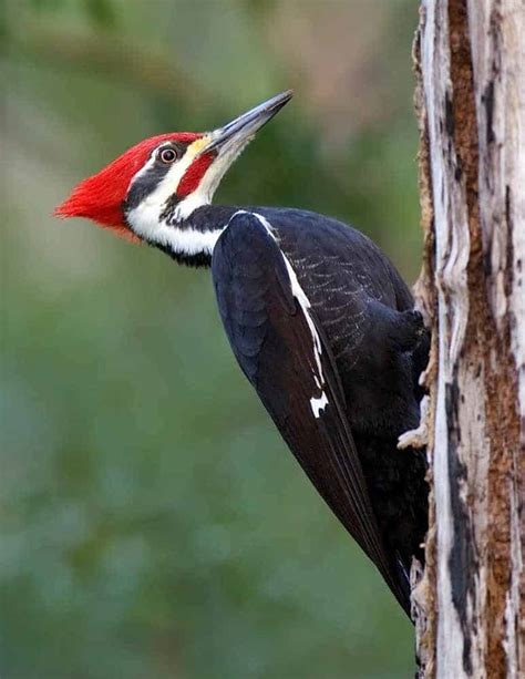 8 Species Of Woodpeckers In Georgia In Depth Guide Birdsacademy