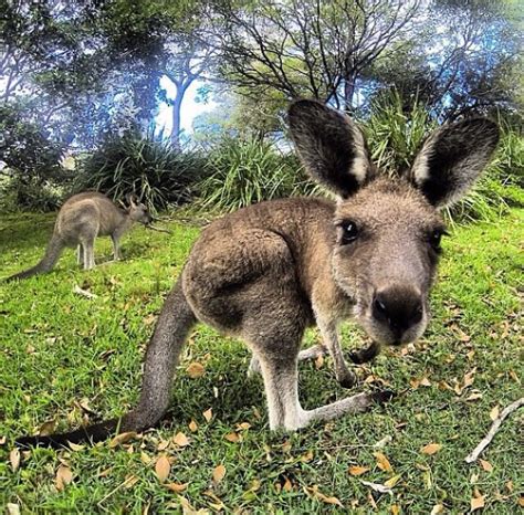 Pin By Elizabeth Early On Cute Coolfunny Cute Australian Animals