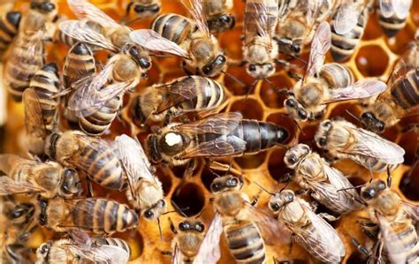Queen Bee All Important And Interesting Facts You Need To Know