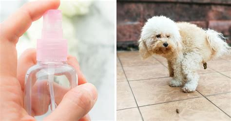 Cómo Eliminar El Olor A Popó De Perro En Casa O En El Patio Salud180