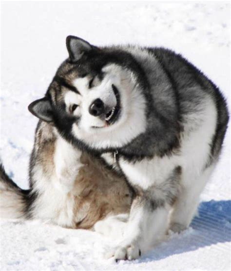 Alaskan Malamutes Are The Floofiest And Sweetest Good Dogs Around