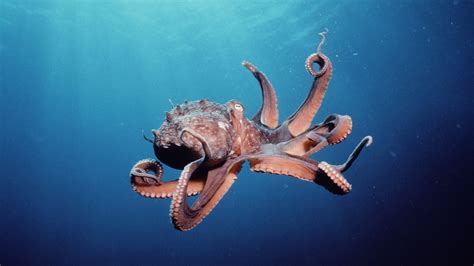 Animals Octopus Wallpapers Hd Desktop And Mobile